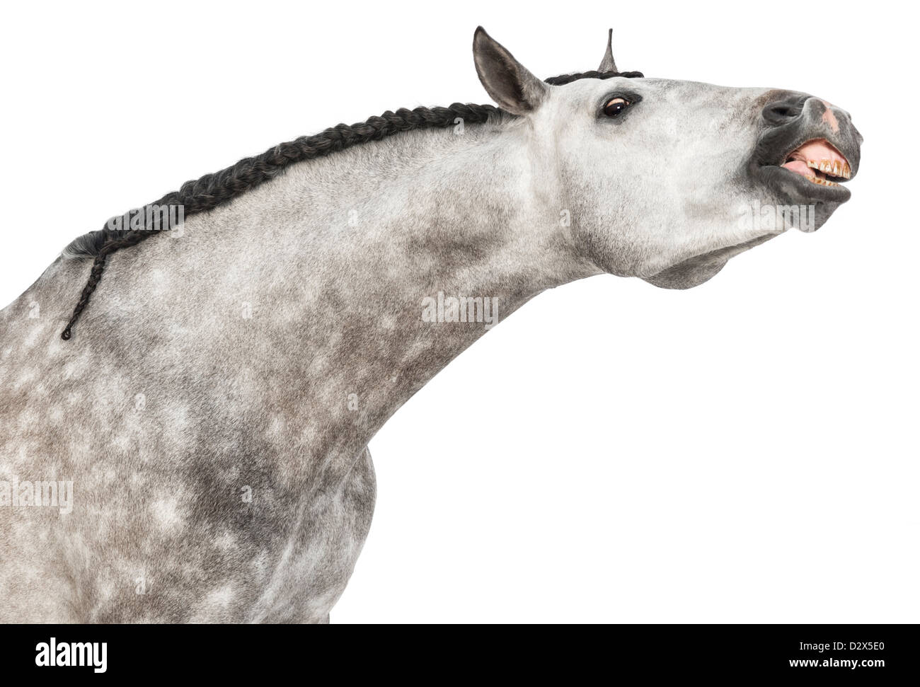Close-up of Male Andalusian, 7 years old, also known as the Pure Spanish Horse or PRE, stretching against white background Stock Photo