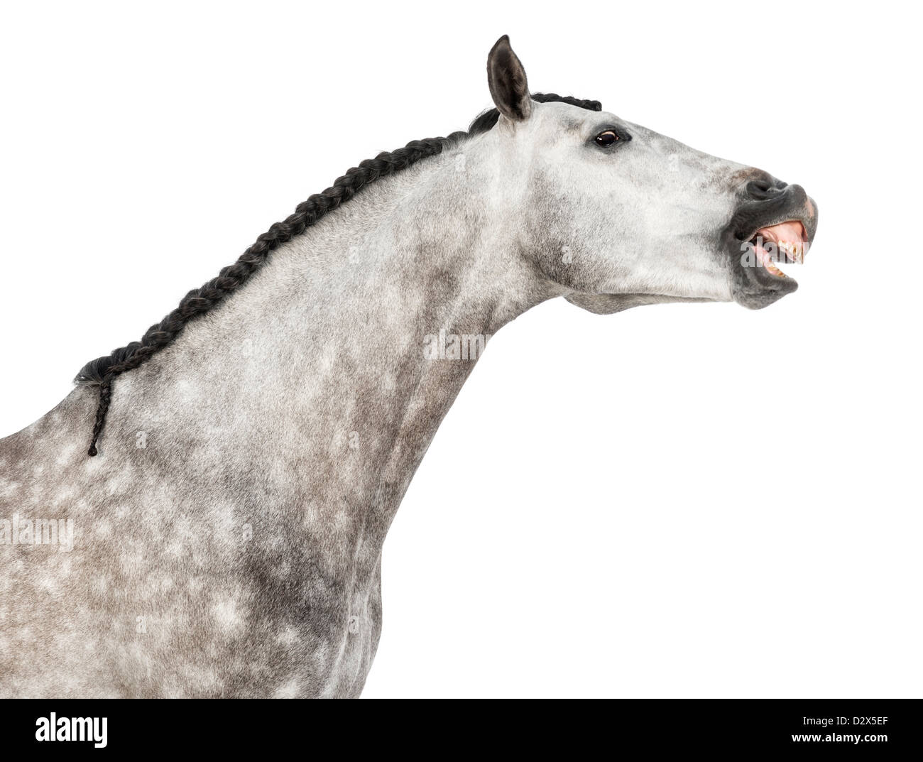 Close-up of Male Andalusian, 7 years old, also known as the Pure Spanish Horse or PRE, stretching against white background Stock Photo