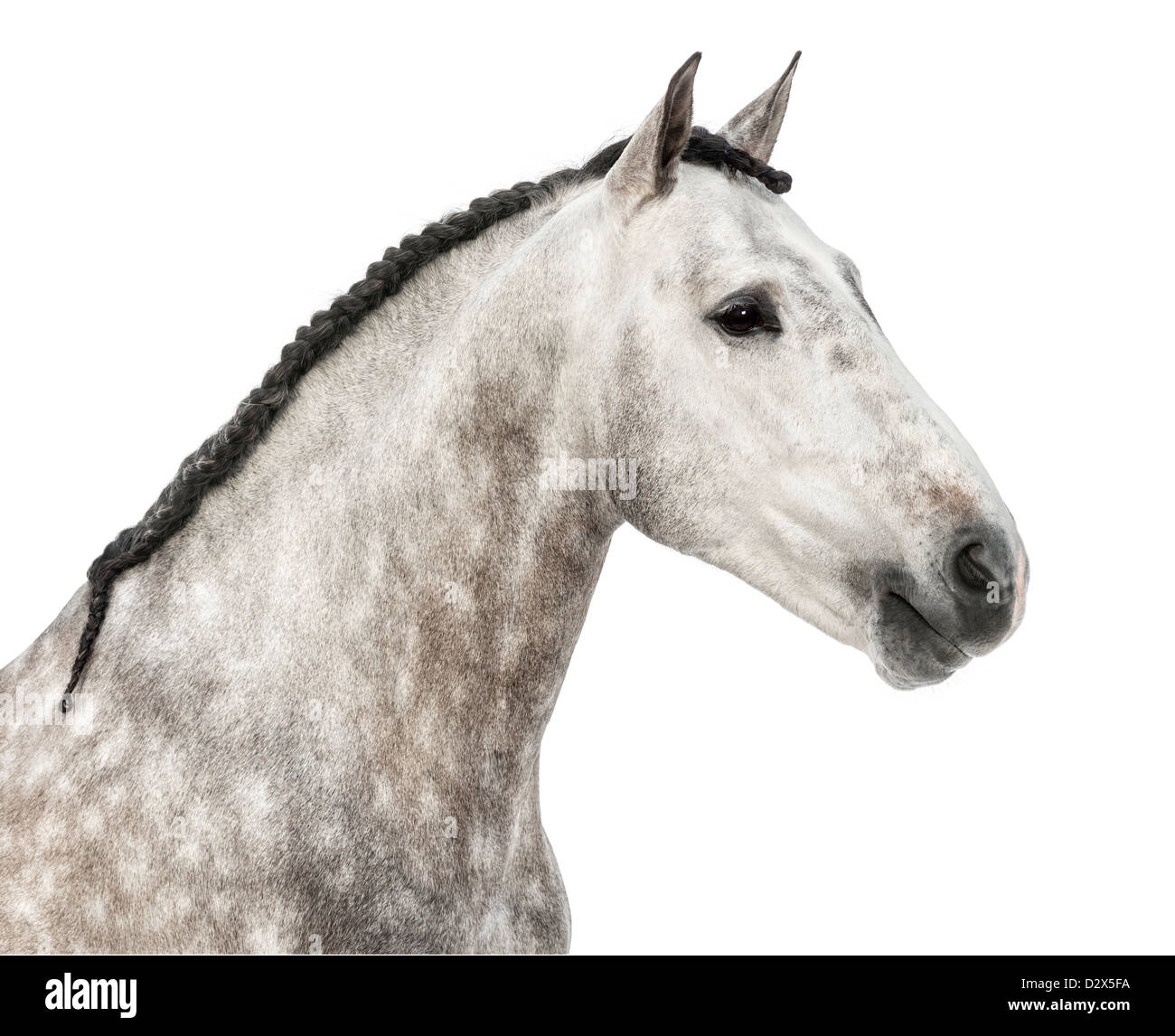 Close-up of Male Andalusian, 7 years old, also known as the Pure Spanish Horse or PRE against white background Stock Photo