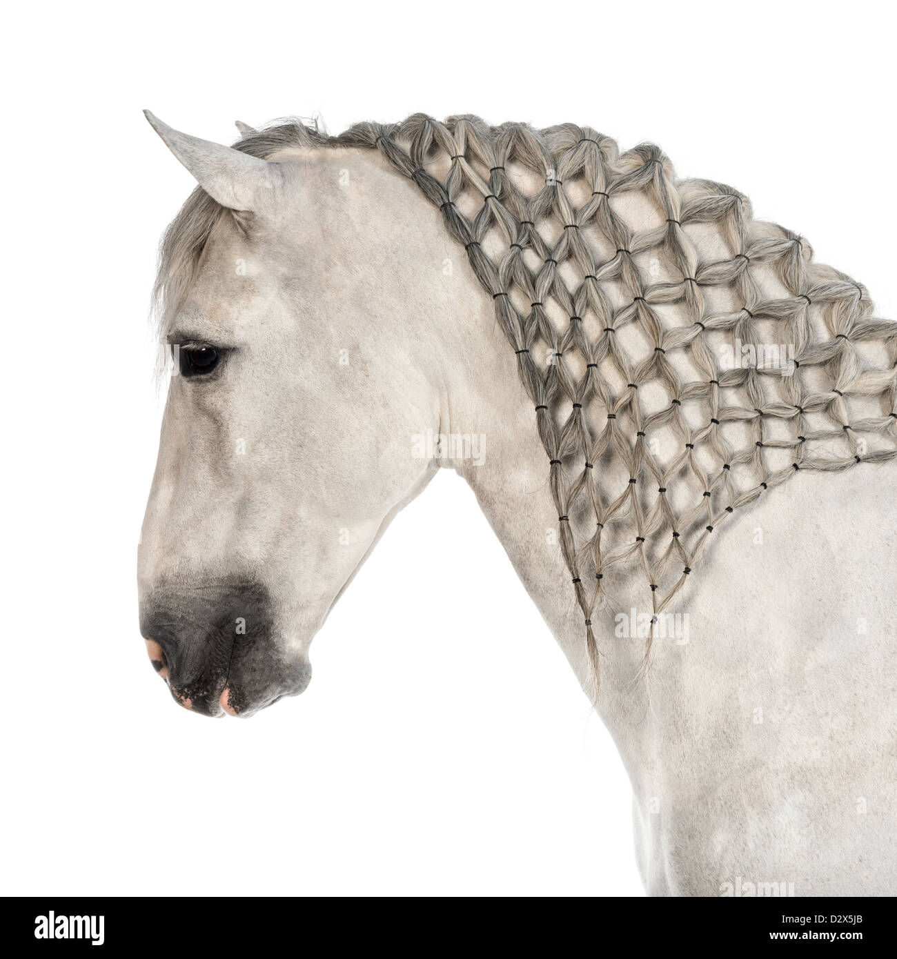 Close-up of Male Andalusian with plaited mane, 7 years old, also known as the Pure Spanish Horse or PRE against white background Stock Photo
