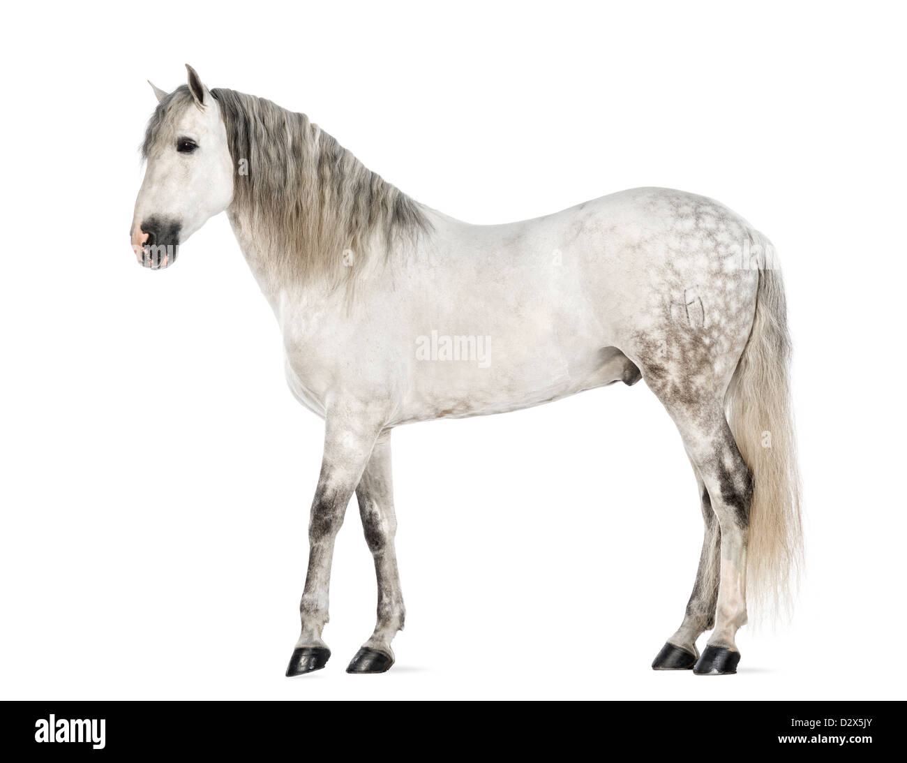 Male Andalusian, 7 years old, also known as the Pure Spanish Horse or PRE, standing against white background Stock Photo