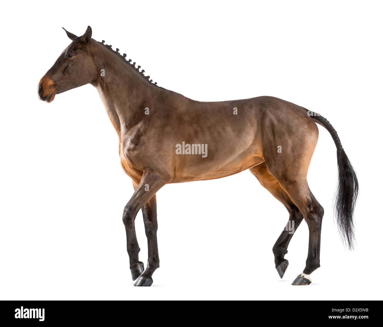 Female Belgian Warmblood , 4 years old, with mane braided with buttons, walking against white background Stock Photo