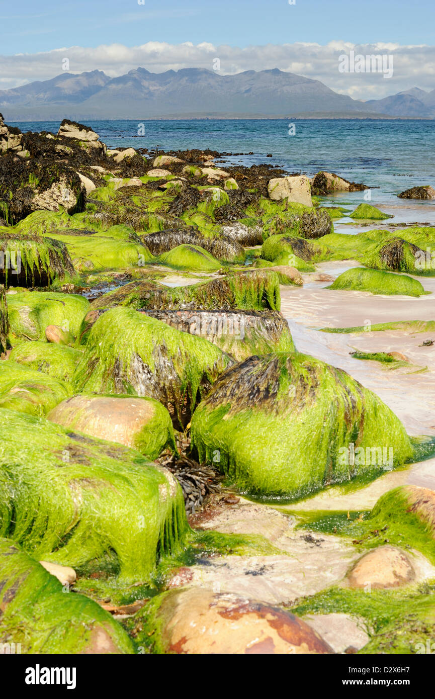Bright green seaweed covering rocks in the intertidal zone on a beach ...