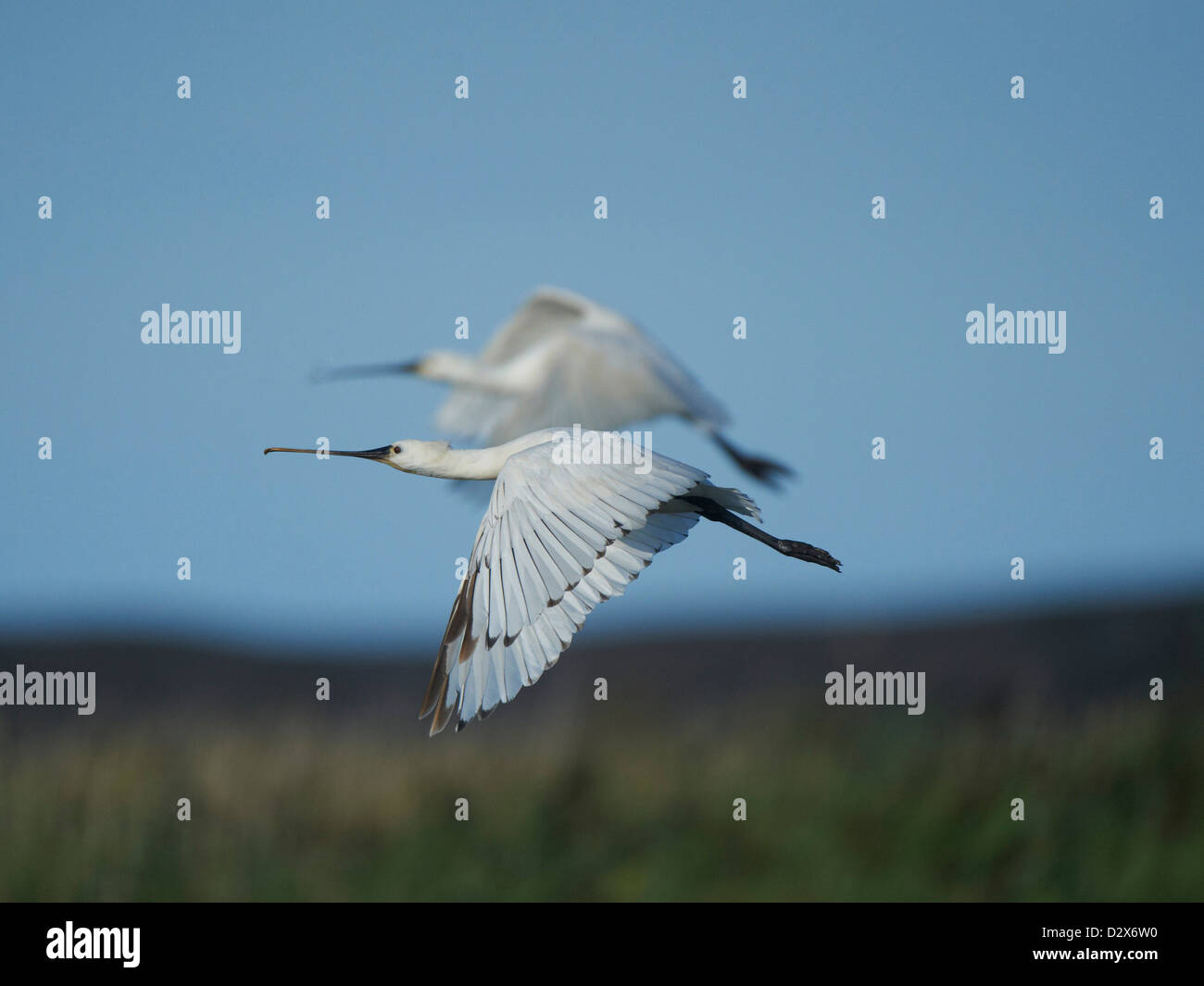 Spoonbill in flight Stock Photo - Alamy