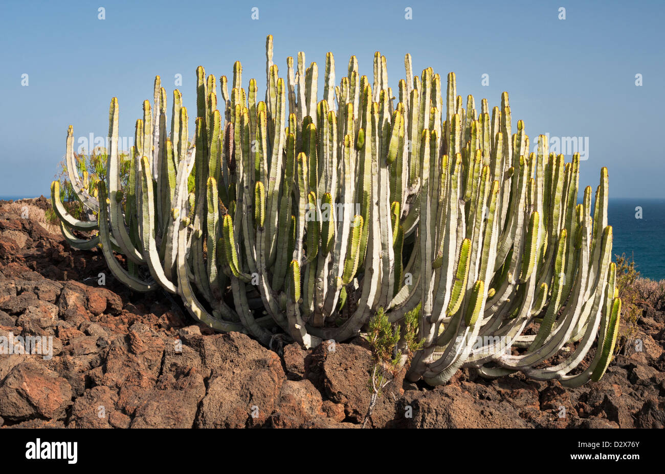 Cardon (Euphorbia canariensis), also known as Canary spurge, growing on lava beside the ocean on the Malpais de Guimar, Tenerife Stock Photo