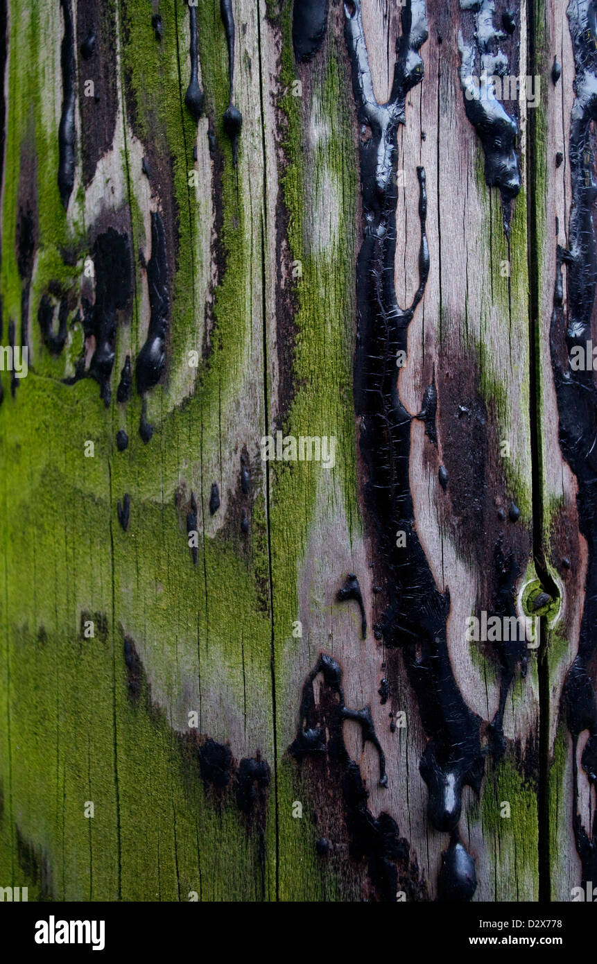 Green & Black Wood Background Stock Photo - Alamy