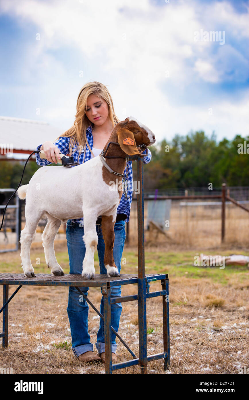 Female teenager trimming goat on a fitting stand at a Texas livestock farm Stock Photo