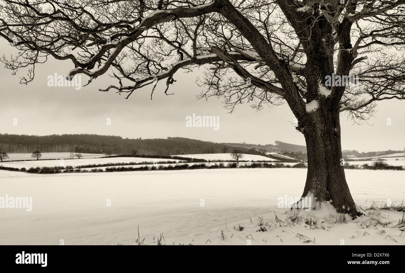 Snow covered fields near Stoke in England. Stock Photo