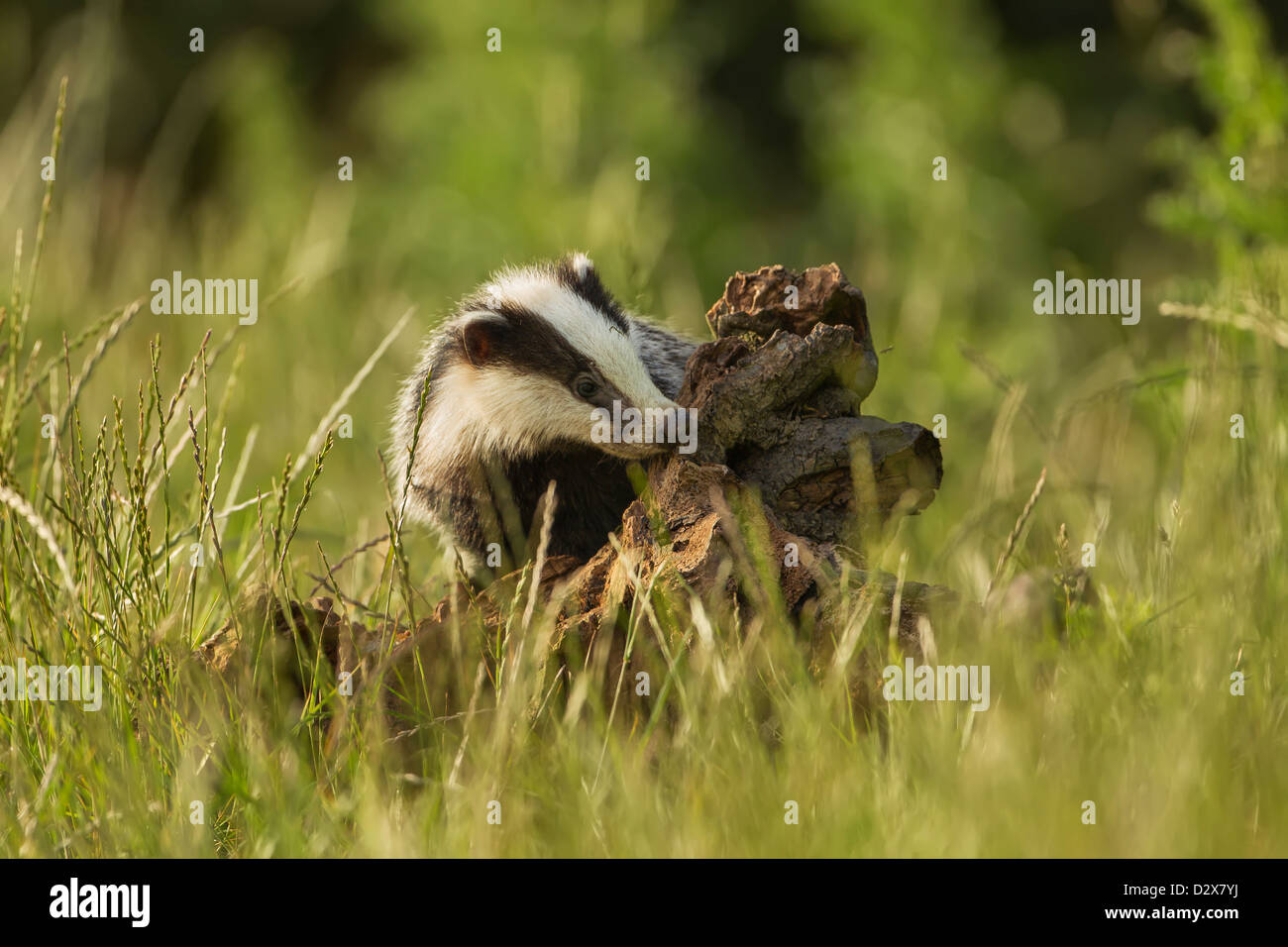 European Badger sniffing at a tree stump in the spring evening light Stock Photo