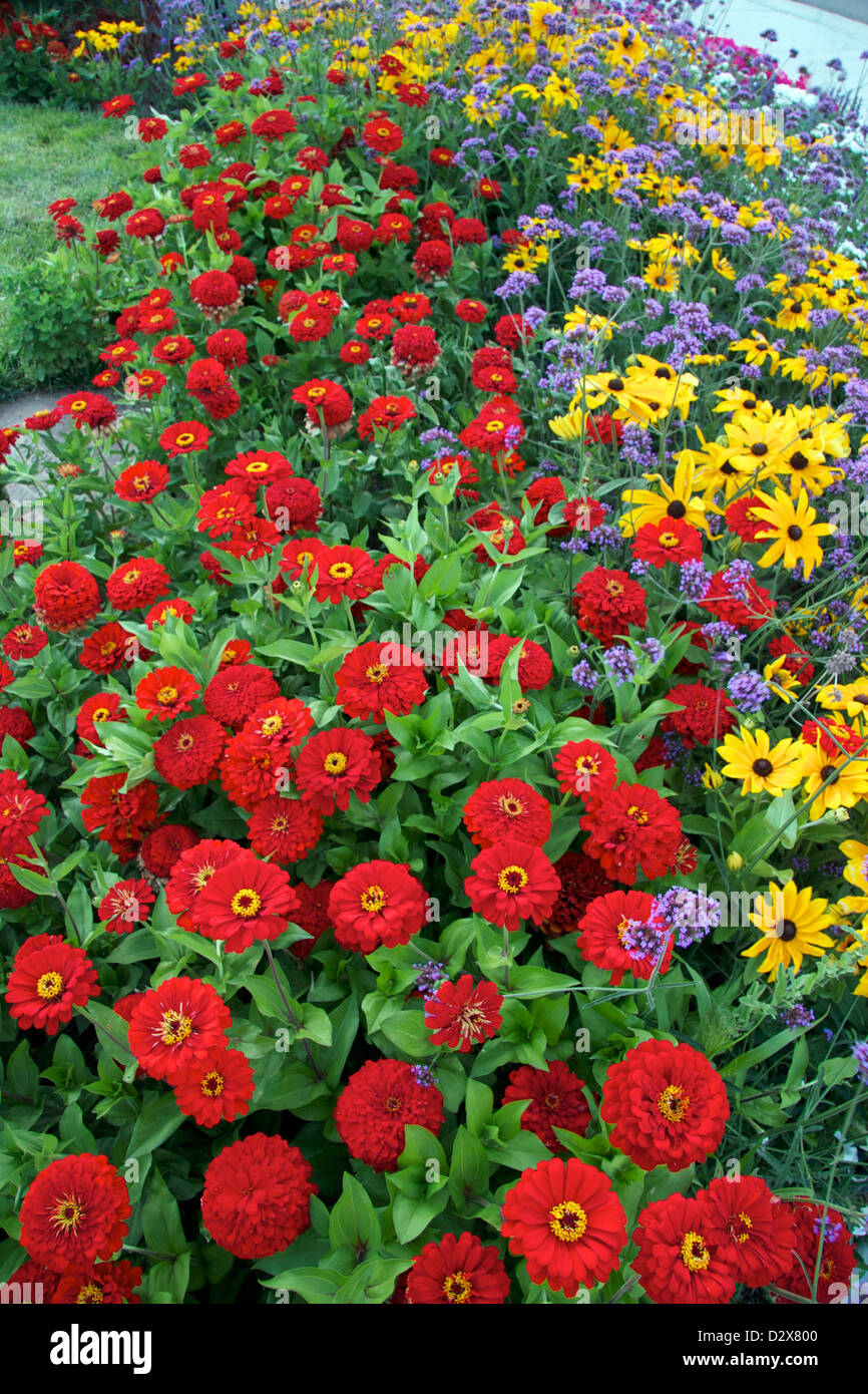 A colorful flower border made of  three different annuals Stock Photo
