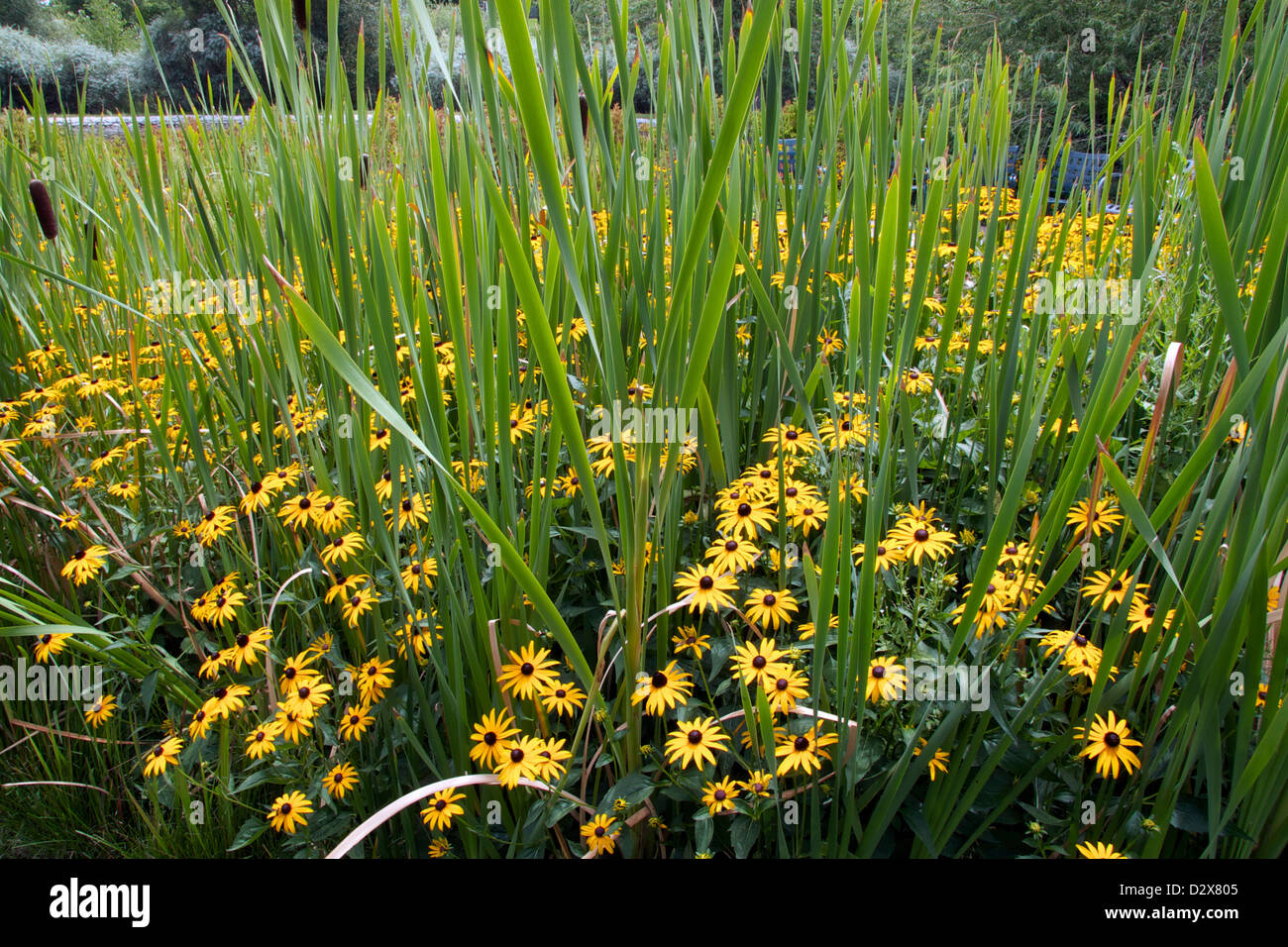 Black-Eyed Susan mixed with cattails. Stock Photo