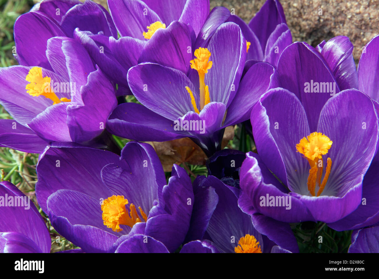 Large Flowering Crocus Stock Photo
