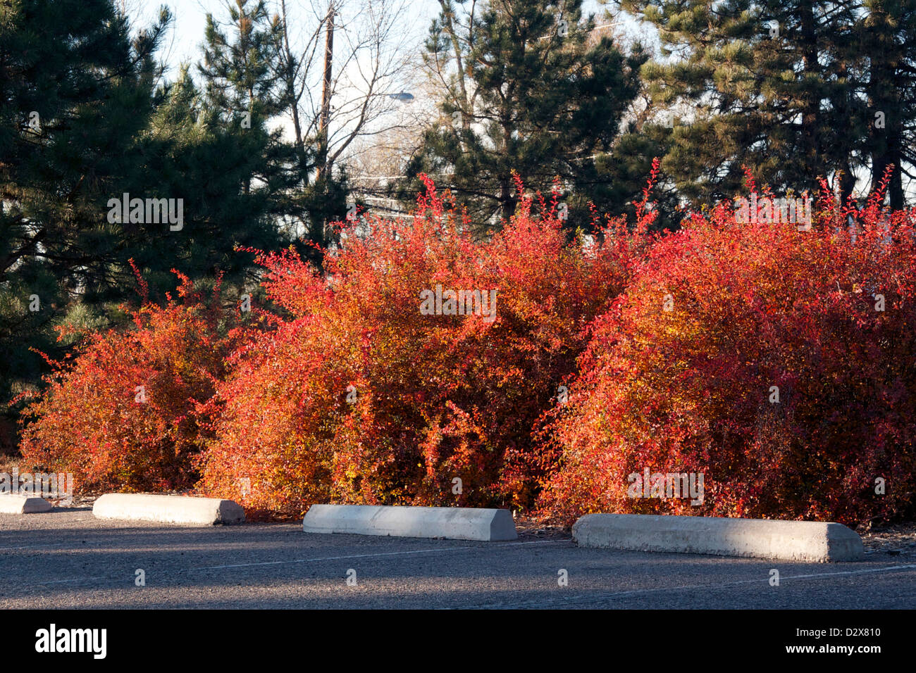 Vanhoutte Spirea in fall leaf color Stock Photo