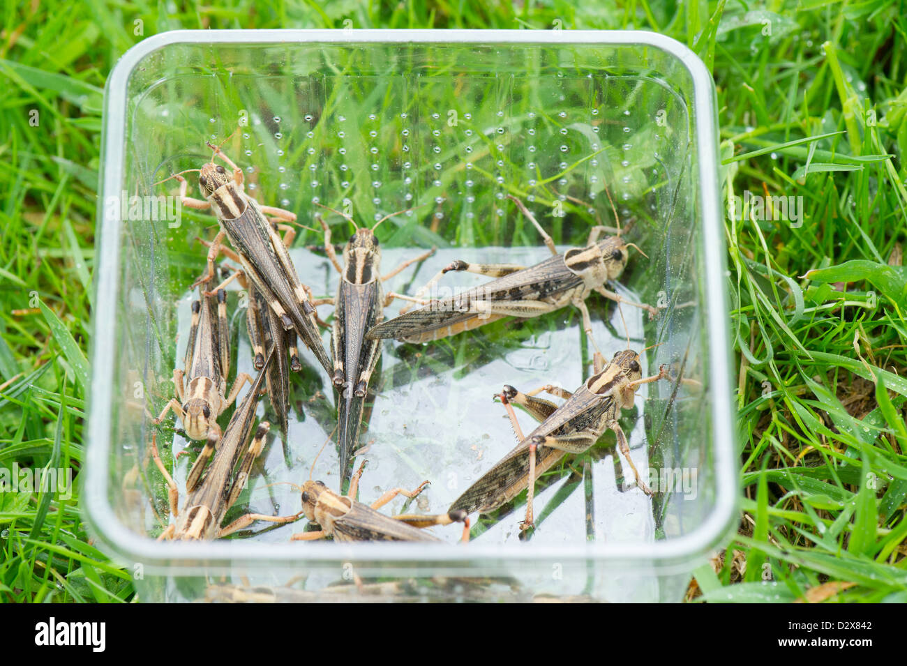 Crickets as food for reptiles Stock Photo Alamy