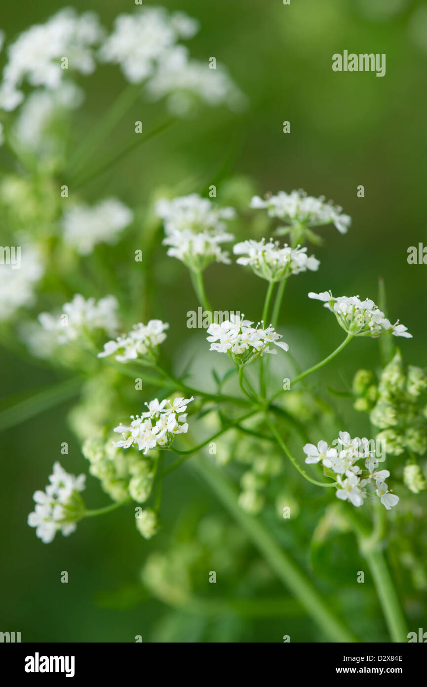 White flowers in nature Burnet Saxifrage Stock Photo