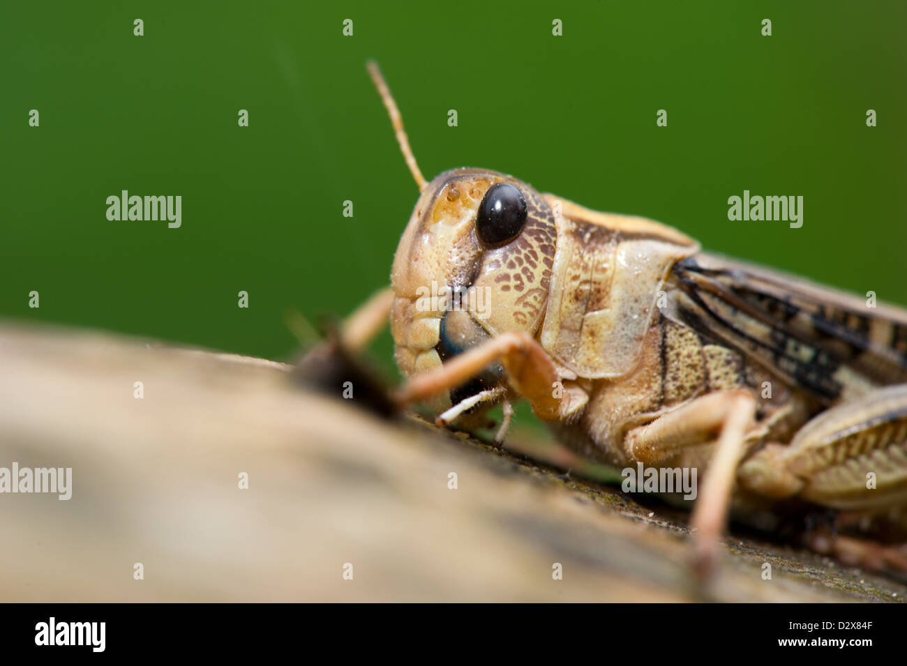 Cricket insect on tree Stock Photo