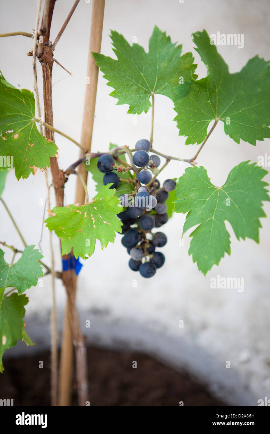 Young grape vine with green leafs and a bunch of grapes Stock Photo