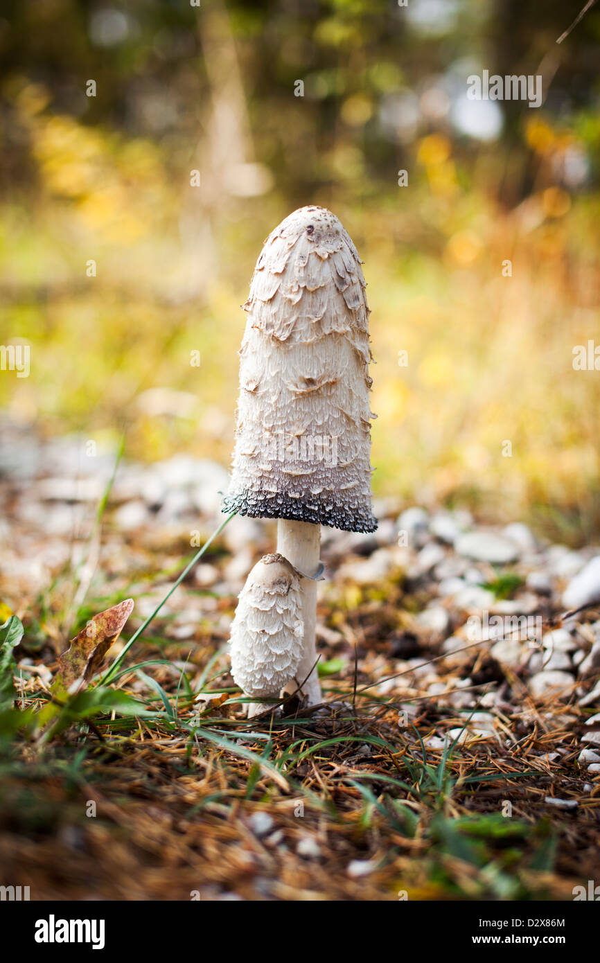 Ink Cap, Comatus, in a forest with autumn colours. Stock Photo