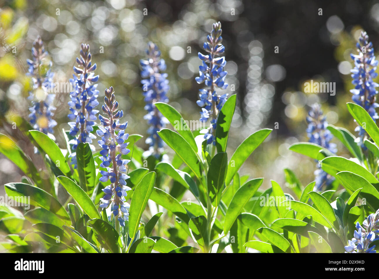 Blue snapdragons Stock Photo Alamy