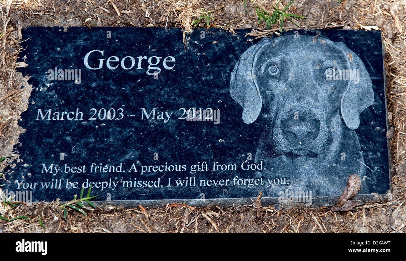 Tawny little 001 jpg hires stock photography and images Alamy