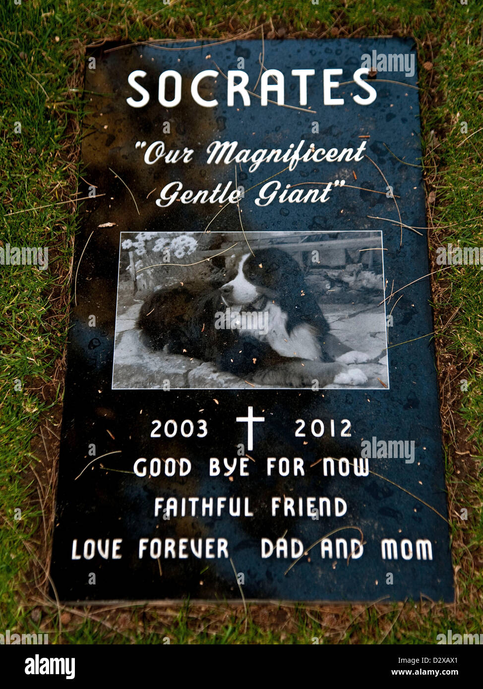 Petey the dog hires stock photography and images Alamy