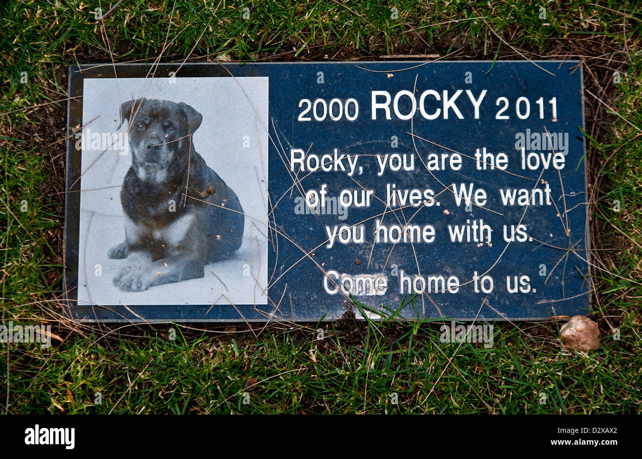 Petey the dog hires stock photography and images Alamy