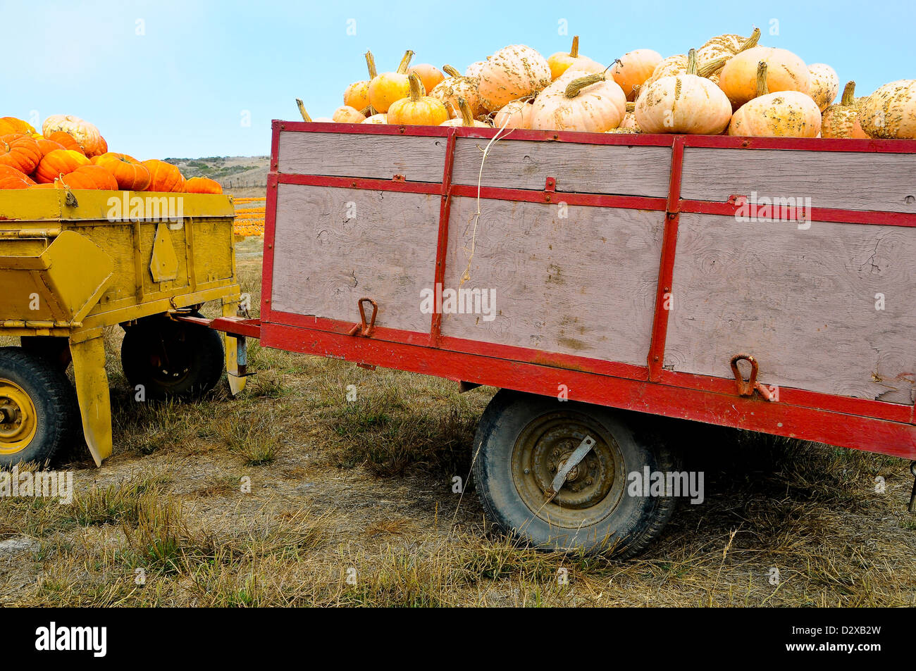 Pumpkins Harvested for Sale Stock Photo - Alamy