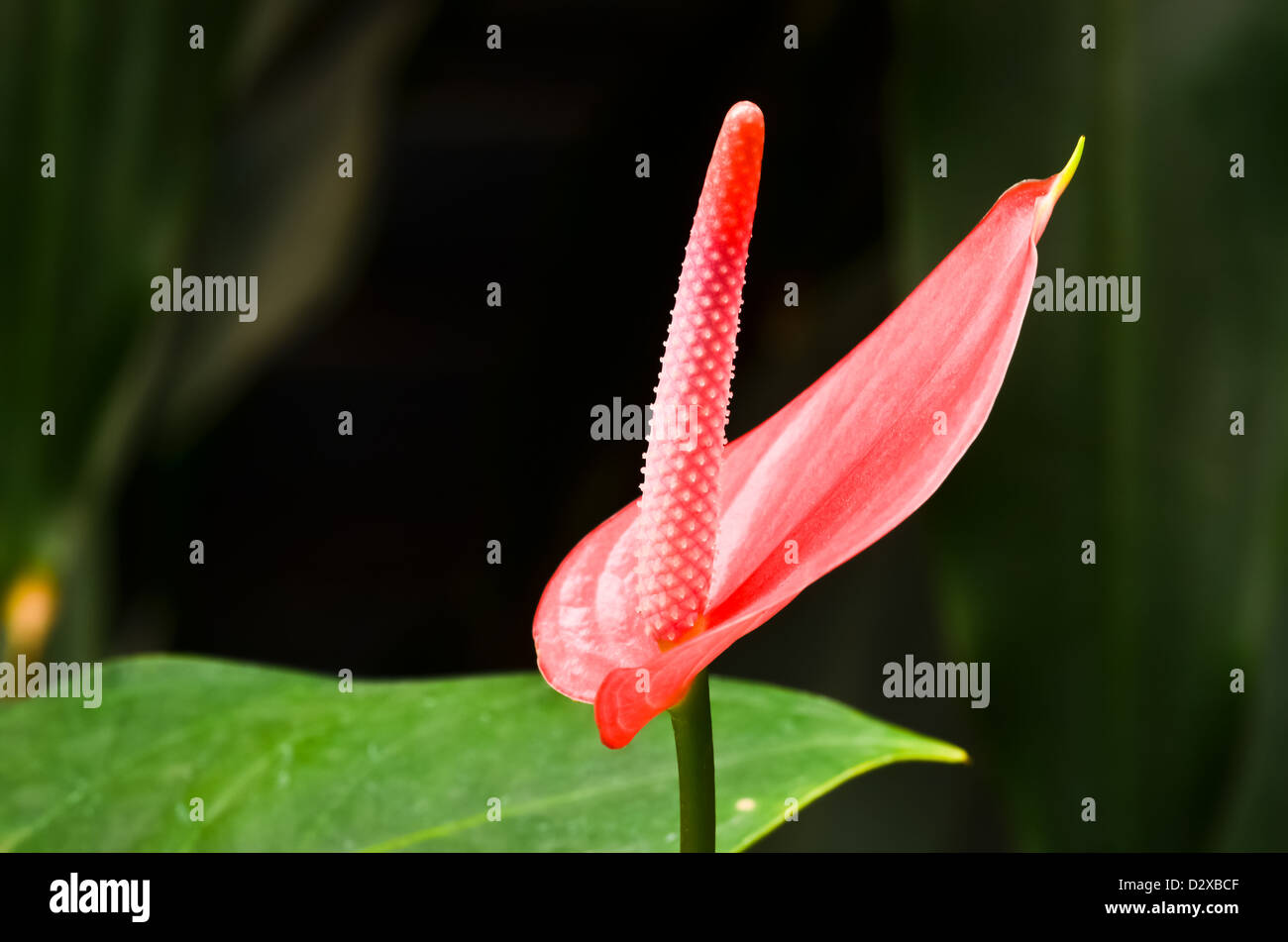 anthurium flowers Stock Photo