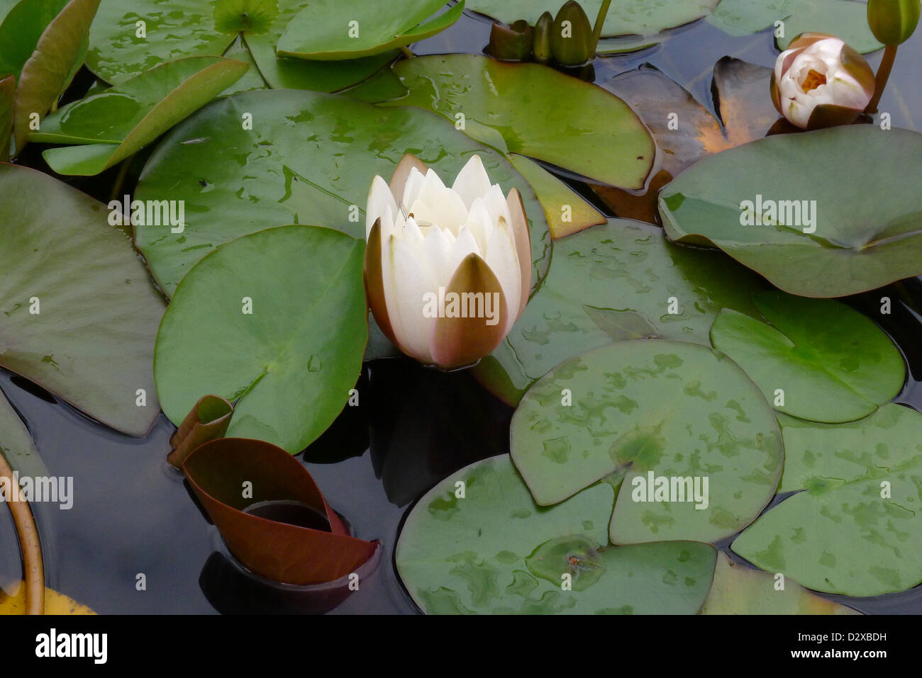 Partially open bloom of a water lily. Stock Photo