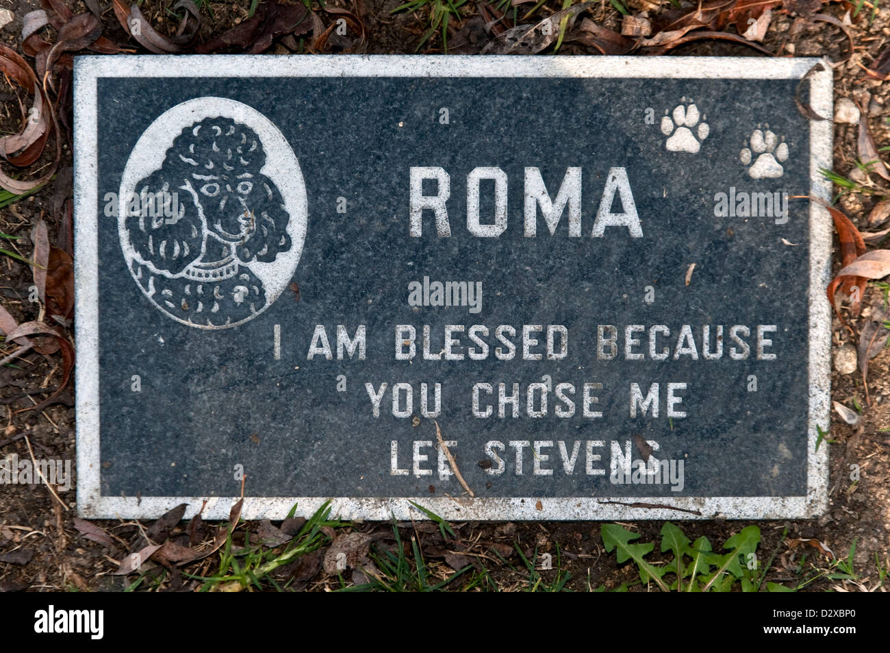 Petey the dog hires stock photography and images Alamy