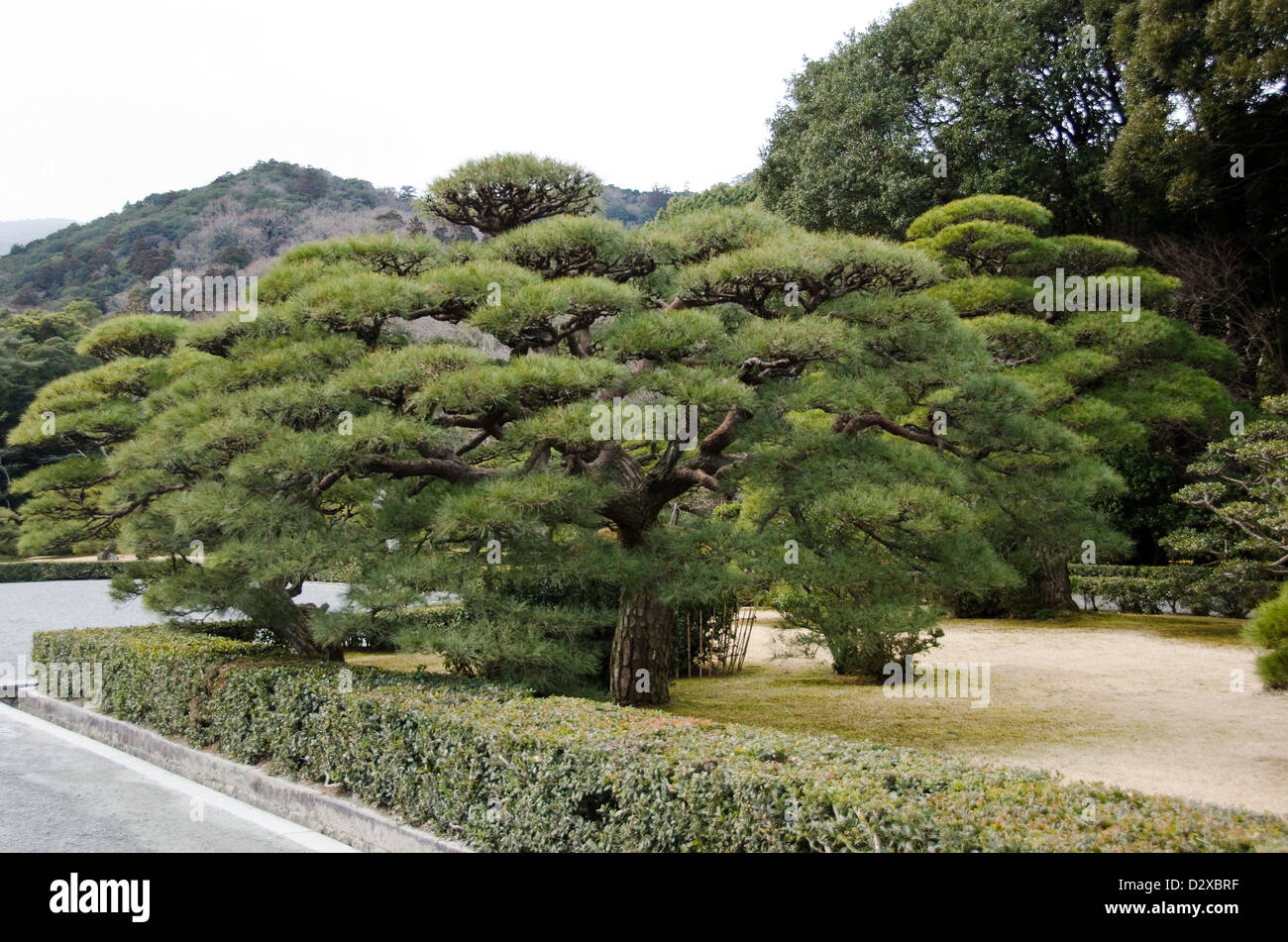Pruned pine tree hi-res stock photography and images - Alamy