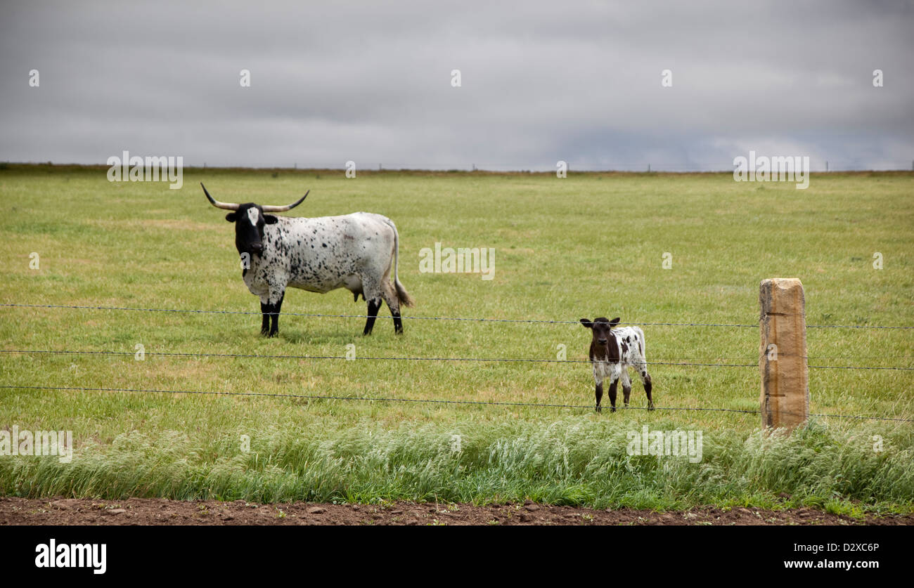 Mother longhorn cow with her baby in a grassy field. Stock Photo