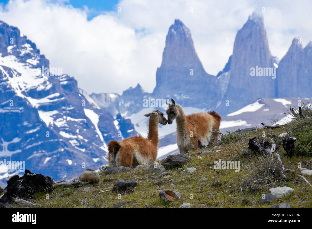 Guanacos in front of Los Torres, Torres del Paine National Park, Patagonia, Chile Stock Photo