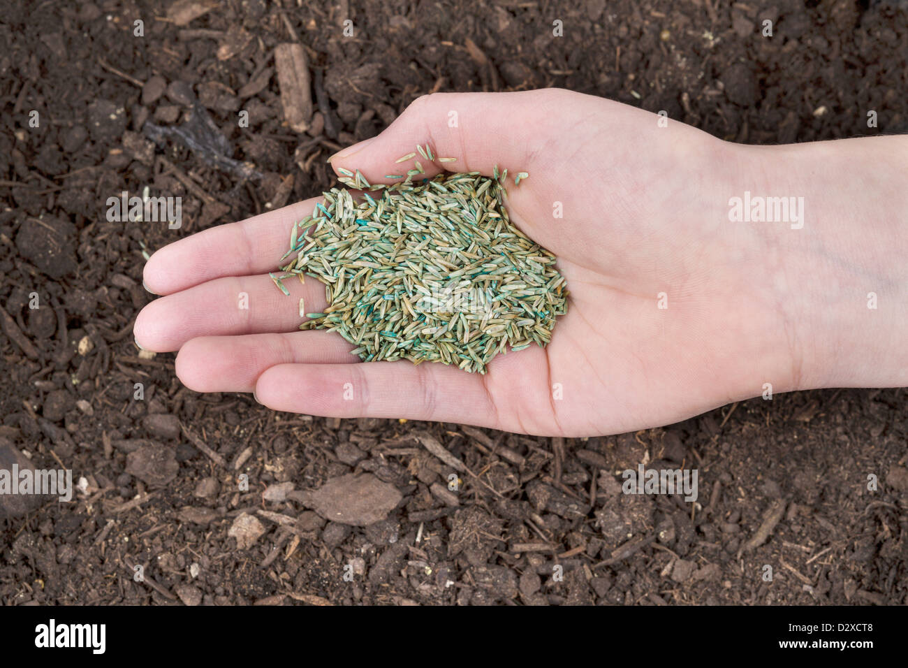 Horizontal position of Female hand holding new grass seed with fresh earth soil beneath as background Stock Photo