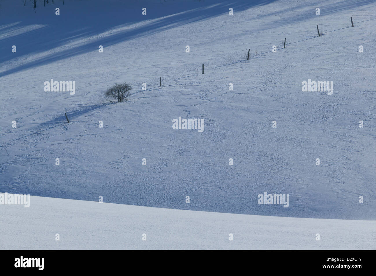 Tranquil scene of a few trees in an open field covered in snow, Stowe, Vermont, USA Stock Photo