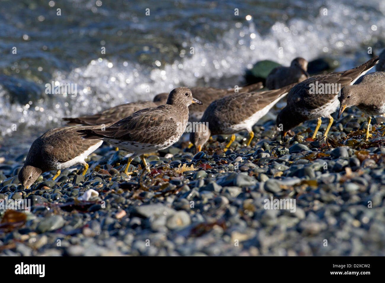 Surfbird (Aphriza virgata) flock feeding along shoreline at Neck Point, Nanaimo, Vancouver Island, BC, Canada in March Stock Photo