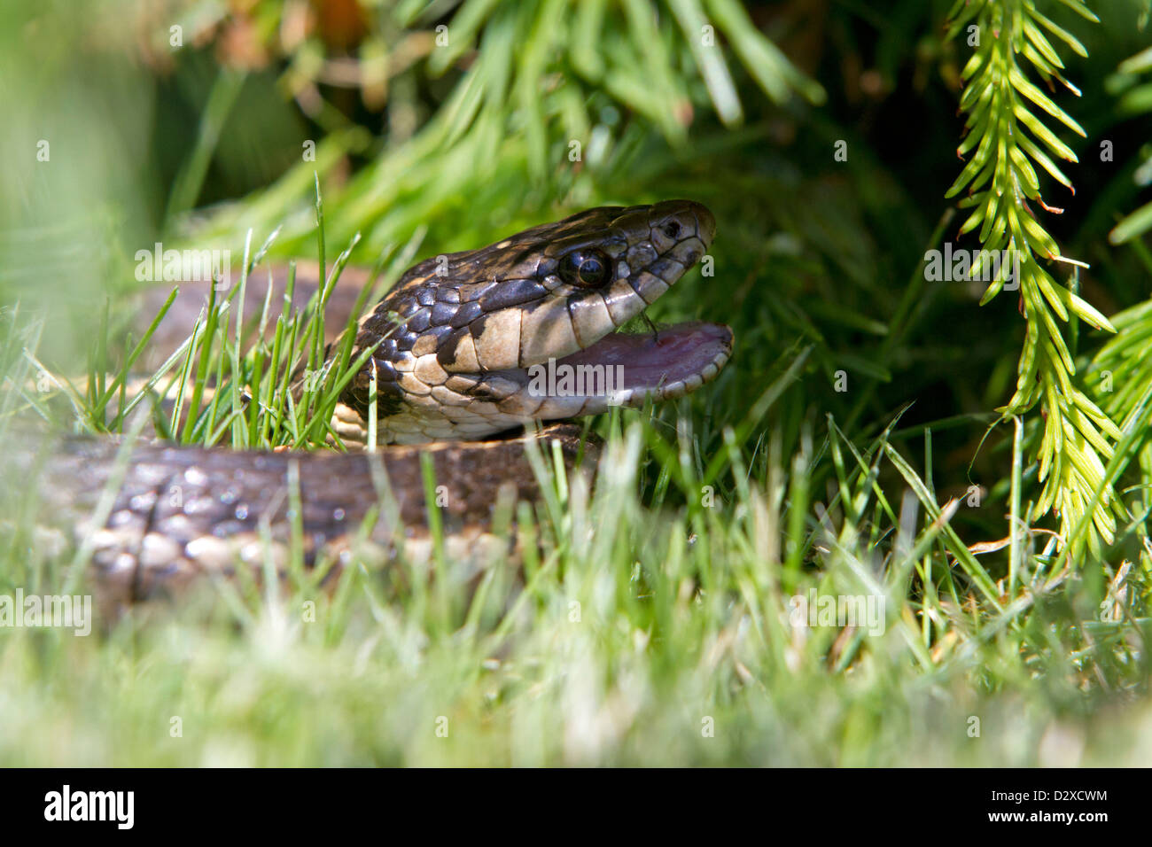 Common Garter Snake (Thamnophis sirtalis) close-up with mouth open in garden in Nanaimo, Vancouver Island, BC, Canada in June Stock Photo