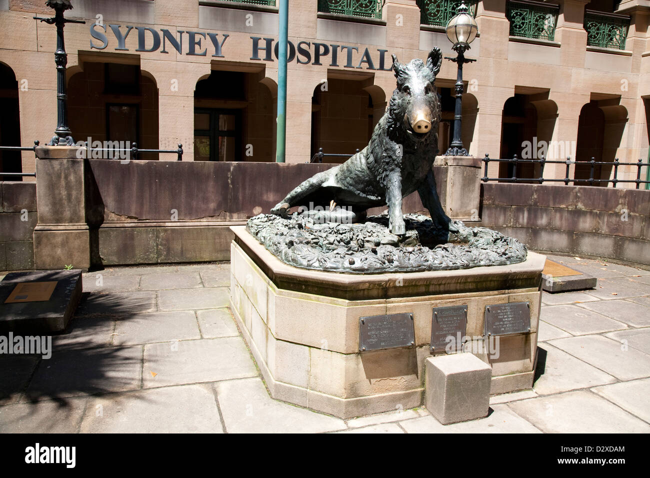 Il Porcellino (The little pig) statue outside the Sydney Hospital on