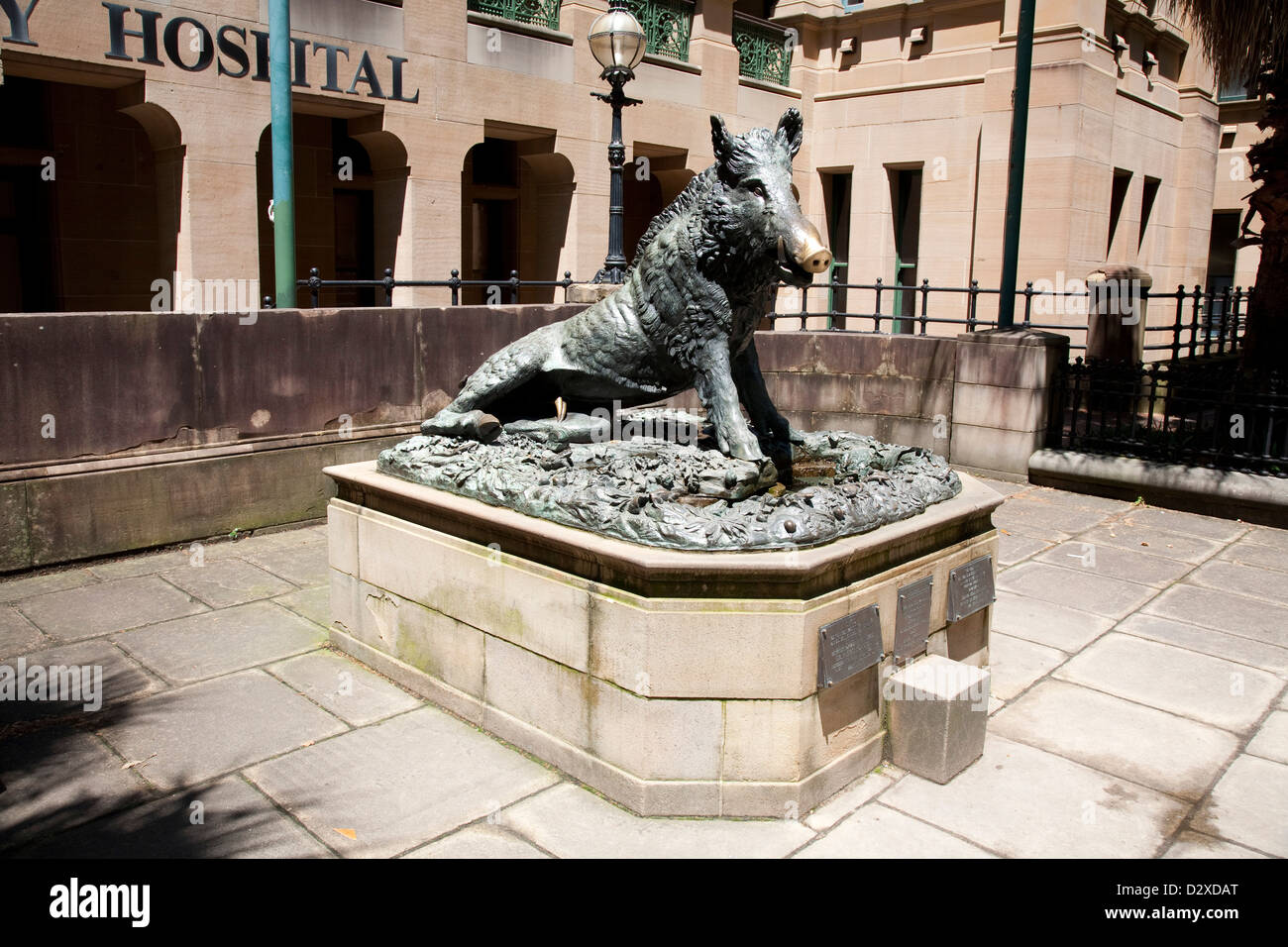 Il Porcellino (The little pig) statue outside the Sydney Hospital on