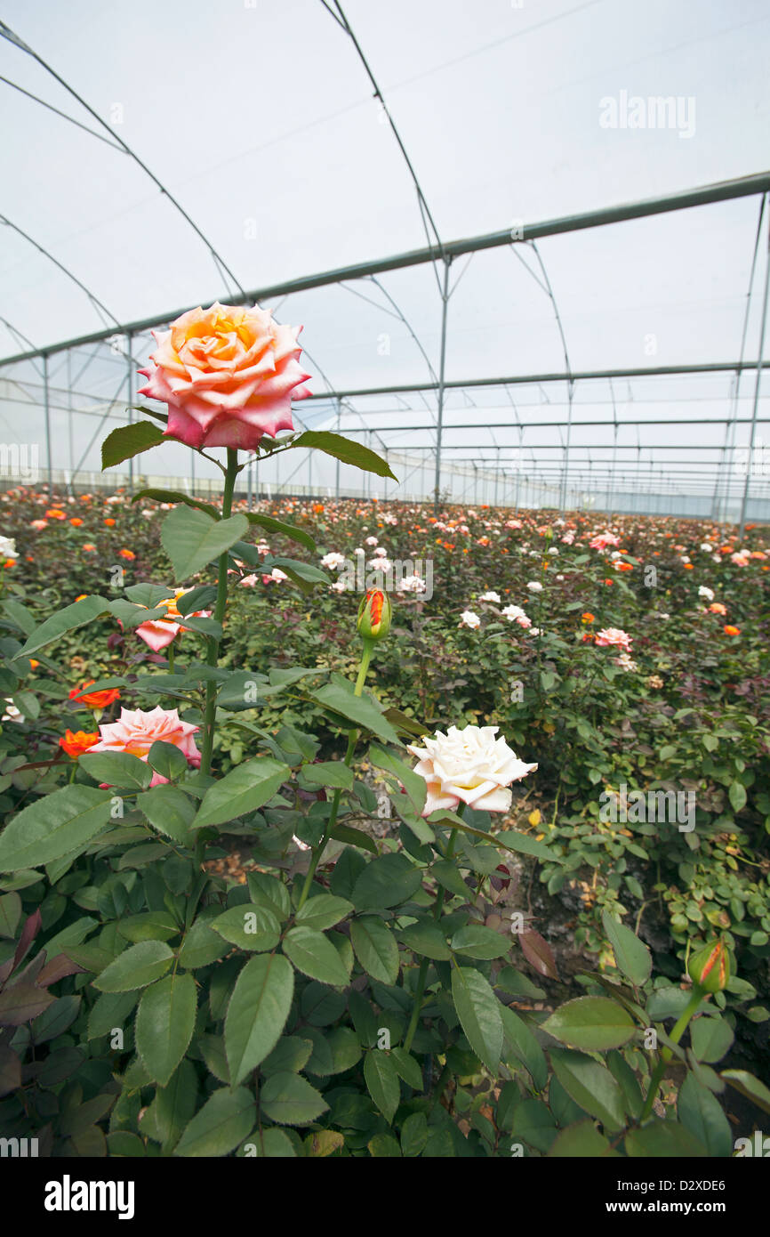 Roses growing in polytunnel on commercial flower farm, Arusha, Tanzania ...