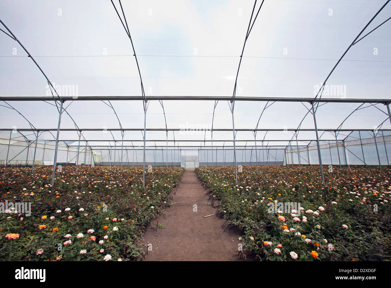 Roses growing in polytunnel on commercial flower farm, Arusha, Tanzania