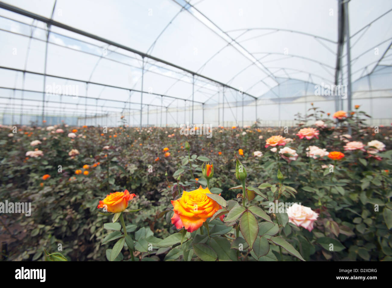 Commercial Rose Growing Commercial Rose Growing Hi Res Stock