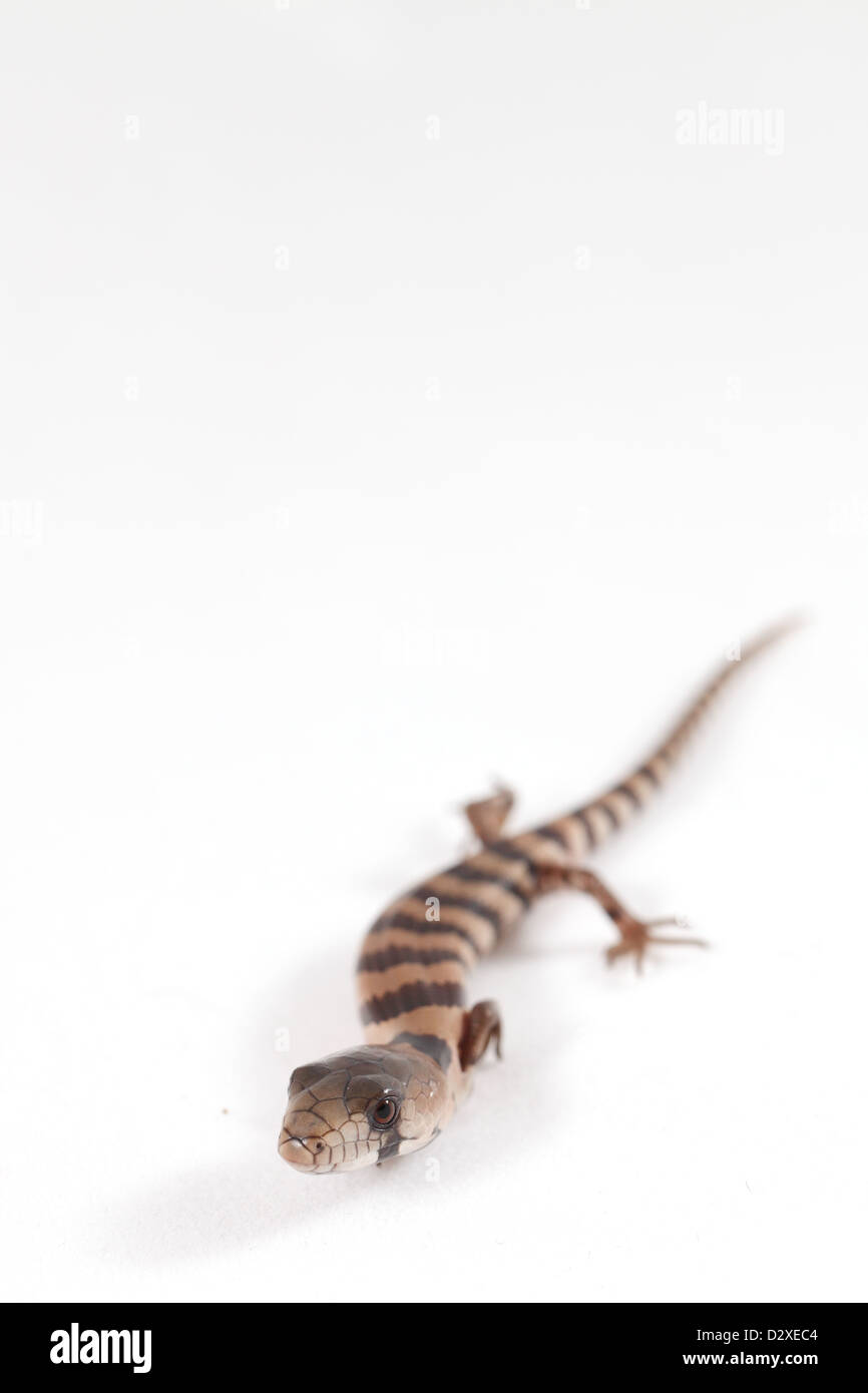 A Pink-tongued Skink. Stock Photo