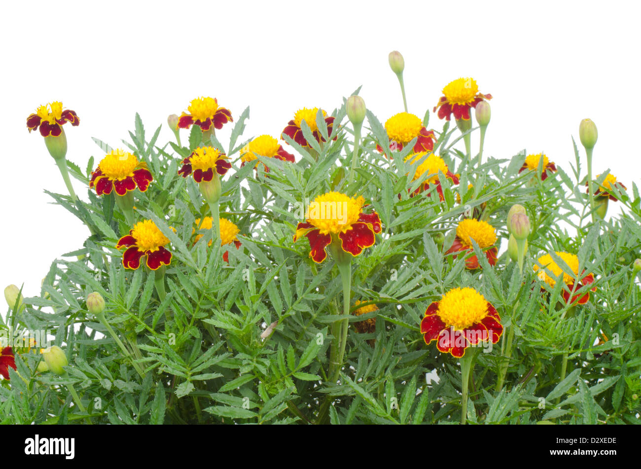 Marigold on tree isolated on white background Stock Photo - Alamy