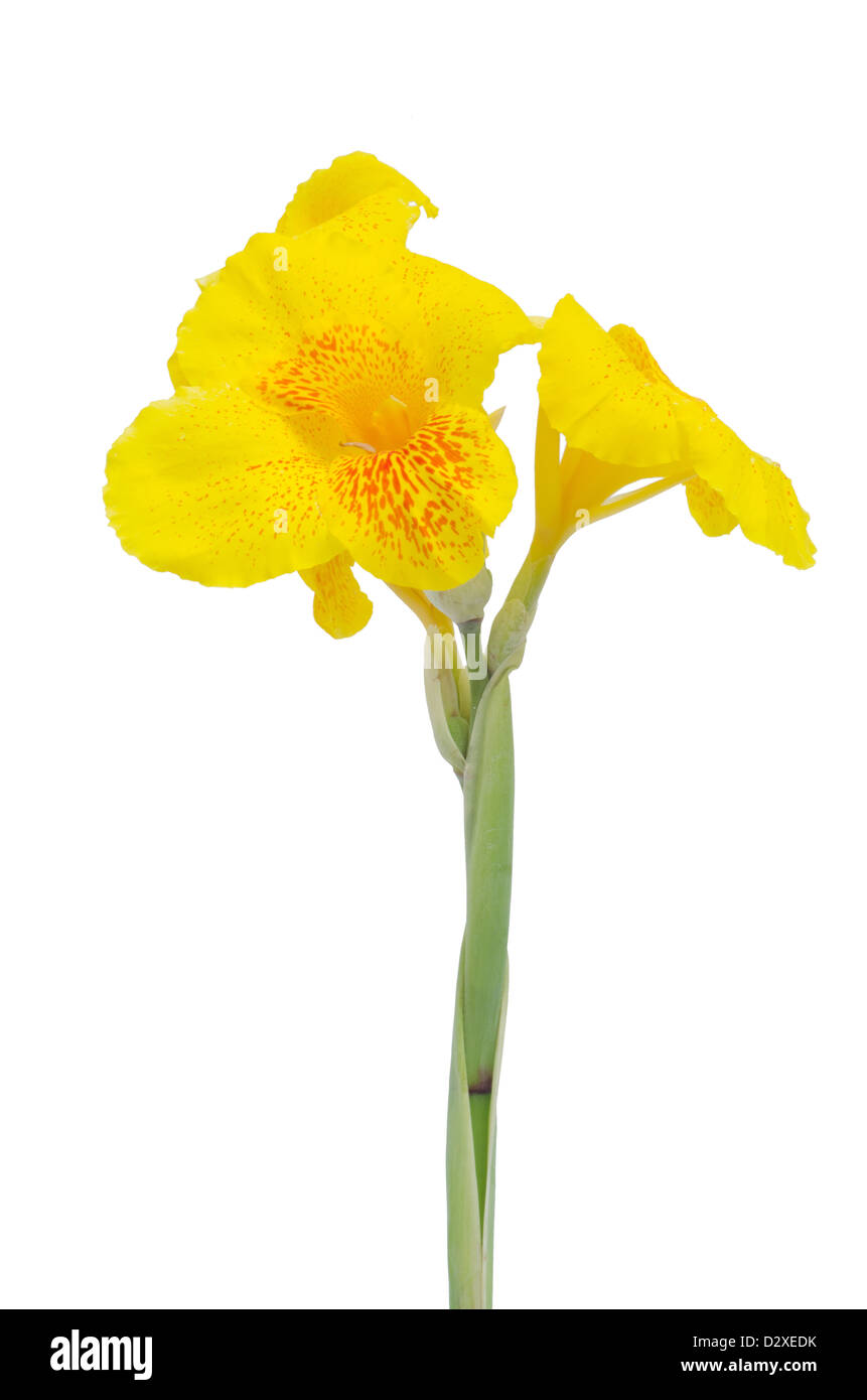 Yellow Canna flower isolated on white background Stock Photo