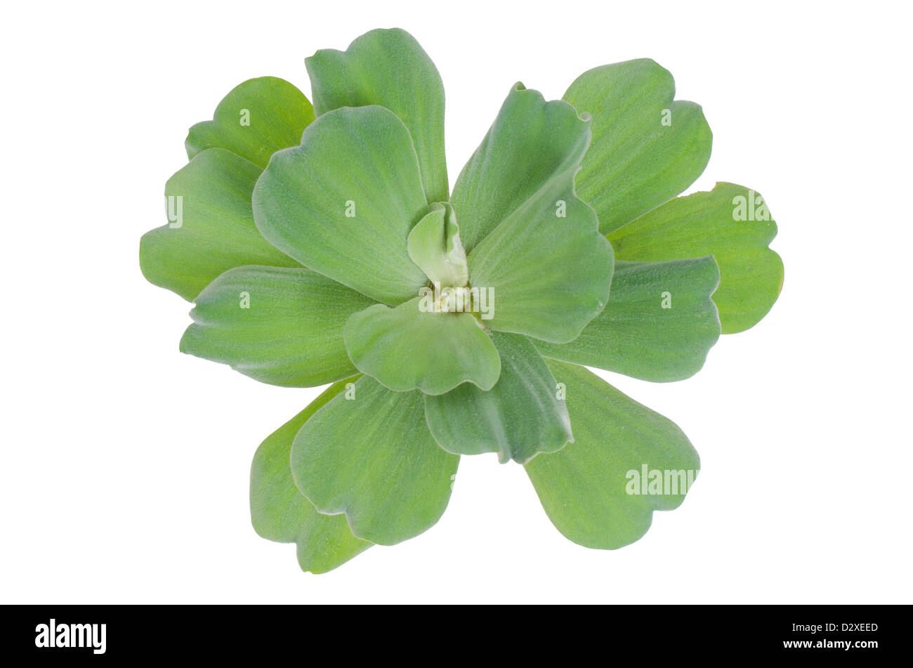 Water lettuce isolated on white background Stock Photo