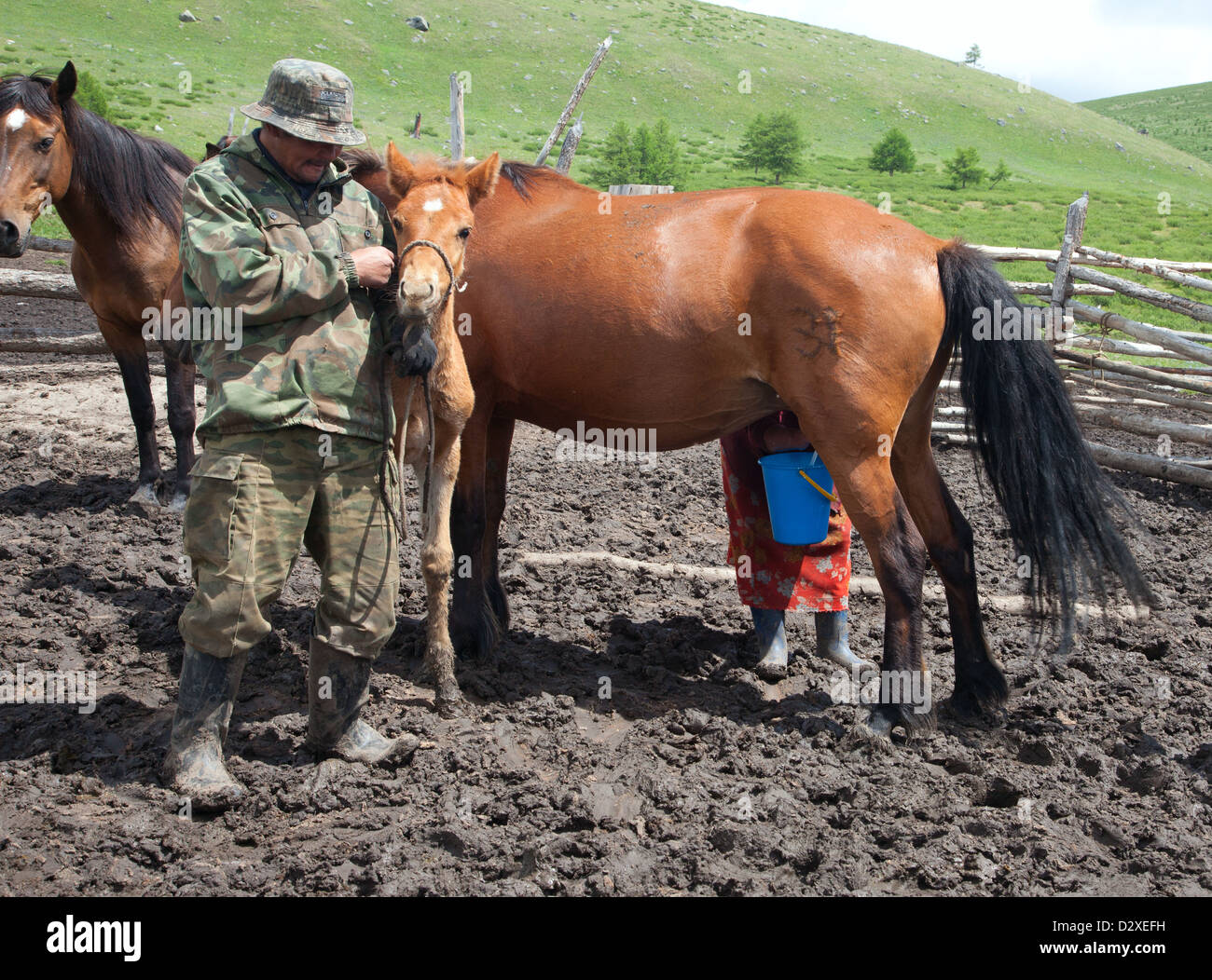 A man and a woman milking a horse that Kazakhs would make kumis Stock Photo