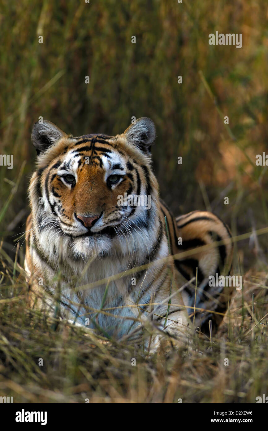 Tiger Bengal Tiger Ranthambore National Park Rajasthan Indian Tiger Bengal Tiger Ranthambore National Park Rajasthan Indian