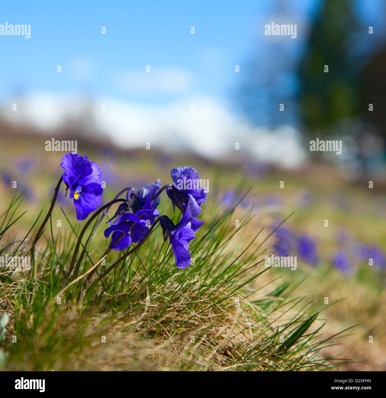 Violet violets closeup on the lawn in the wild Stock Photo - Alamy