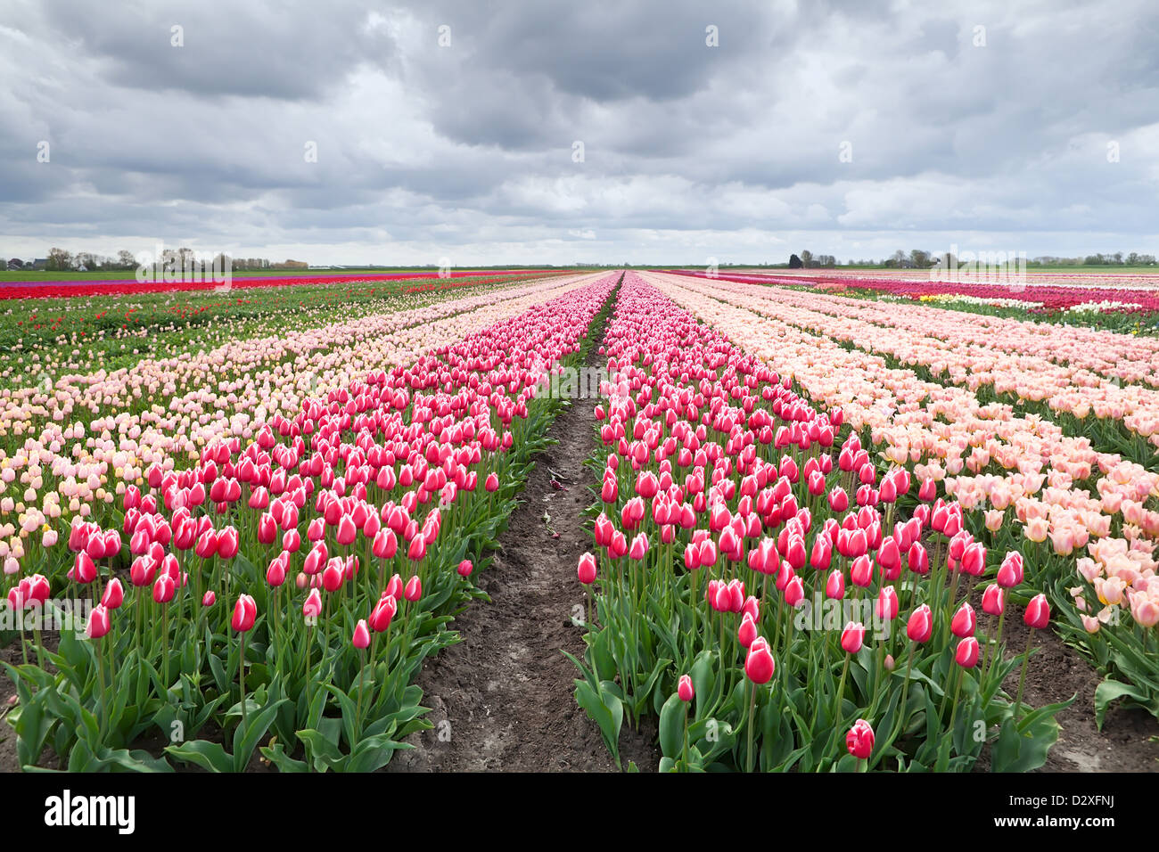 Dutch colorful tulip fields in spring Stock Photo - Alamy